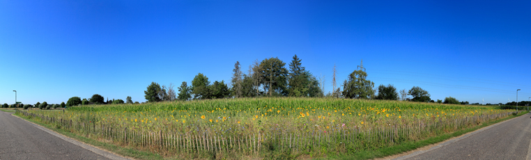 Der Niederrhein:Sommer – Panoramablick 180 Grad. Die kleine Welt der Wildblumen. Panoramagröße: 156x47 cm / 300dpi