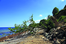 Timmendorfer Strand: Brodtener Steilufer. Ein Baum ist mit dem abgestürzten Erdreich auf den Strand gekippt.