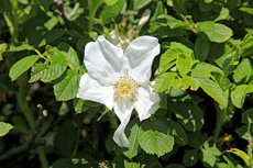 Borkum: Aus der Familie der Rosengewächse, die Kartoffelrose in Weiß.