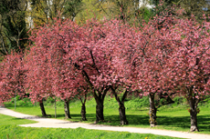 Der Niederrhein: Frühlingserwachen - Japanische Kirschblüte am Spoykanal in Kleve.