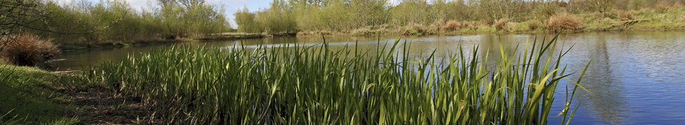 Frühling am Niederrhein