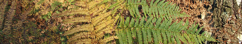 Herbst Impressionen