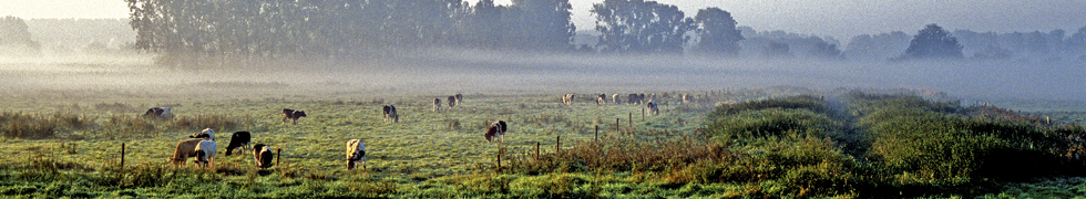 Herbstnebel