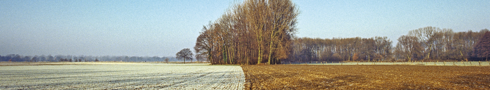 Kirschblüte am Niederrhein