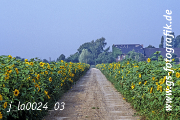 Bild in den Warenkorb click